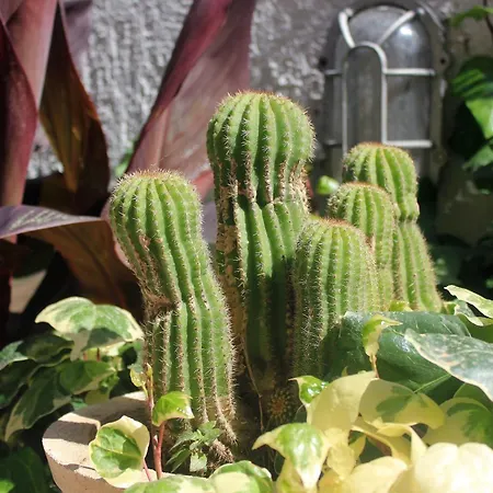 With A Swimming Pool Cavtat, Dubrovnik - 8829