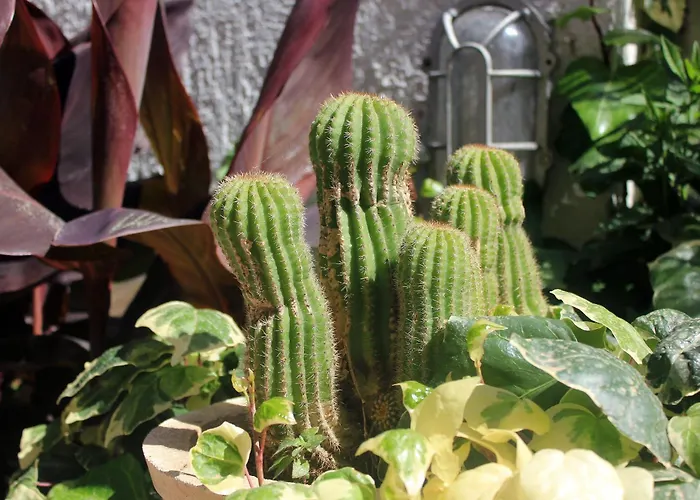 With A Swimming Pool Cavtat, Dubrovnik - 8829